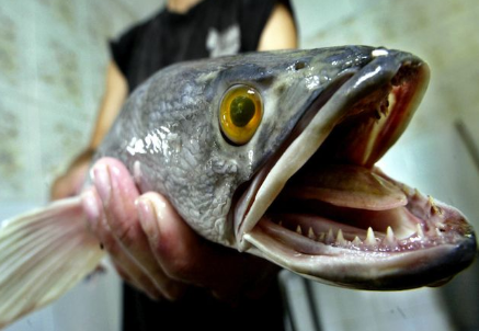 食人魚事件歷史上有嗎,食人魚吃人真實案例
