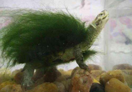 綠毛龜是什么意思，綠毛龜多少錢一只