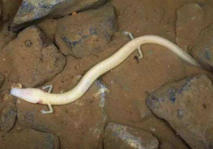 洞螈長(zhǎng)大后是龍嗎，洞螈多少錢(qián)一只