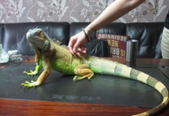 蛇蜥蜴是什么動物,和蛇的區別