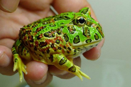 鐘角蛙和角蛙的區(qū)別，鐘角蛙壽命高達(dá)7至8年