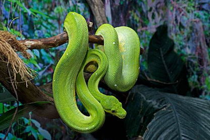 綠樹蟒有毒嗎,綠樹蟒價(jià)格為什么貴