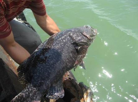 龍躉是什么魚，龍躉魚多少錢一斤