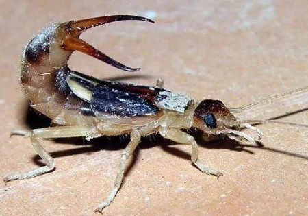 蠼螋有毒嗎,蠼螋怎么消滅