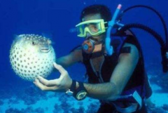 箱水母毒素排名第幾，箱水母的天敵是什么