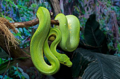 綠樹蟒有毒嗎,綠樹蟒價(jià)格為什么貴