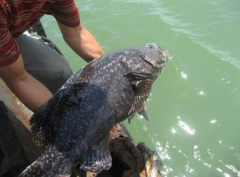 龍躉是什么魚(yú),龍躉魚(yú)多少錢一斤