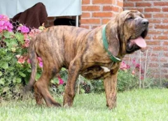 獒犬和狗的區(qū)別,獒犬厲害還是狼犬厲害