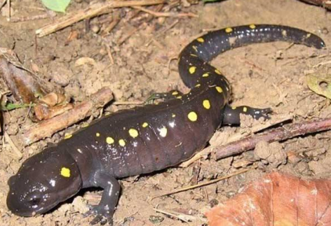 東方蠑螈吃什么,中國火龍東方蠑螈有毒嗎