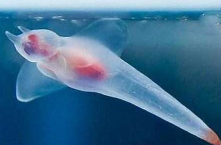 鱷冰魚是冷血動物嗎,北極鱷冰魚血為什么是透明的