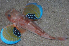 綠鰭魚有腳嗎，綠鰭魚能吃嗎