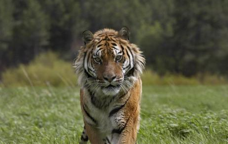 爪哇虎吃科莫多巨蜥，爪哇虎是怎么滅絕的