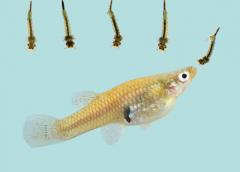 食蚊魚吃什么,和孔雀魚的區(qū)別