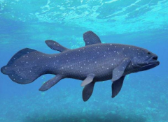 腔棘魚堪稱活化石,現在仍未滅絕還活著