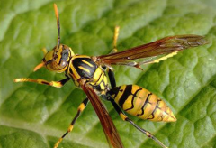 虎頭蜂吃什么，虎頭蜂有毒嗎