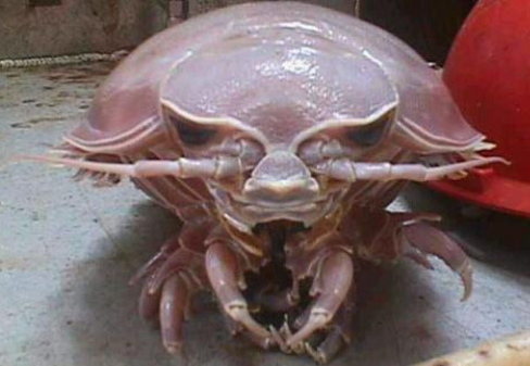 尸蹩是什么，尸蹩真的存在嗎