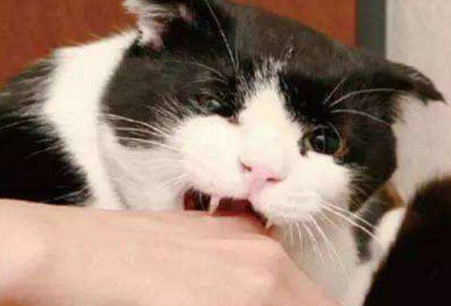 家貓和寵物貓的區別,家貓抓傷要不要打狂犬疫苗