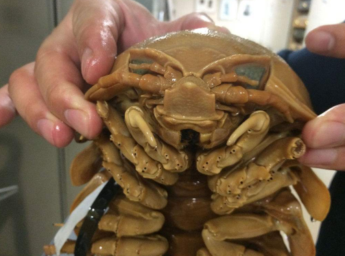 尸蹩是什么，尸蹩真的存在嗎