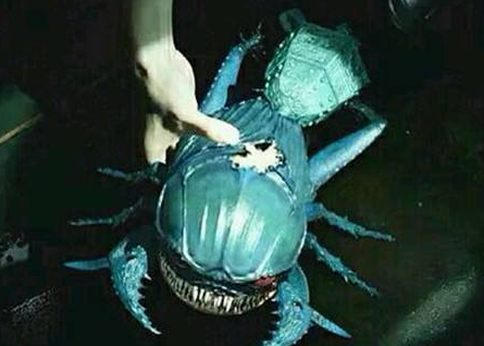 尸蹩是什么，尸蹩真的存在嗎