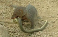 蛇玝和蜜獾哪個抗毒蛇,蛇玝為什么能免疫蛇毒