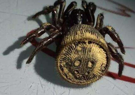 金錢活門蛛壽命有多長,金錢活門蛛有沒有毒