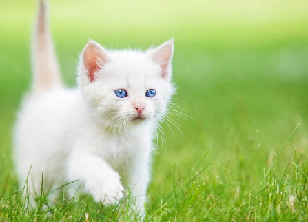 藍眼白貓是什么品種，藍眼白貓多少錢一只