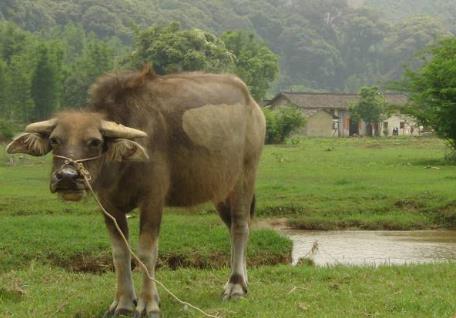 牛眼淚能看見鬼嗎，牛眼淚可以開陰陽眼