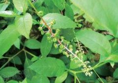 胭脂草的功效與作用,胭脂草和商陸的區別