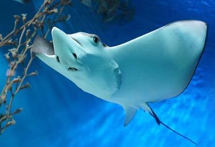 蝠鲼魚和鰩魚的區(qū)別，蝠鲼魚的膽固醇高嗎