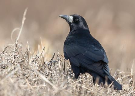 禿鼻烏鴉多少錢一只，禿鼻烏鴉能養嗎