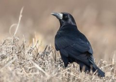 禿鼻烏鴉多少錢一只，禿鼻烏鴉能養(yǎng)嗎