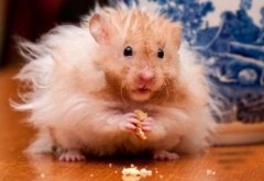 金絲熊和倉鼠的區別 怎么養才不臭 討厭主人的表現