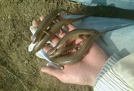 四腳蛇有毒嗎，四腳蛇和壁虎的區別