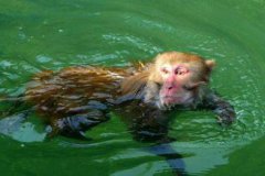 水猴子為什么要拉人,水猴子是什么動物