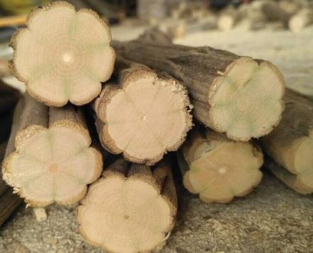 降龍木是什么樹，降龍木的功效與作用