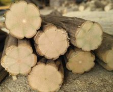 降龍木是什么樹,降龍木的功效與作用