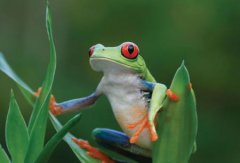 樹蛙有毒嗎，三級保護動物樹蛙只吃活的生物