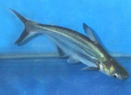 虎頭鯊吃什么食物，虎頭鯊養大了怎么處理