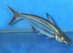 虎頭鯊吃什么食物，虎頭鯊養大了怎么處理