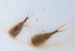 三眼恐龍蝦怎么吃，三眼恐龍蝦吃什么食物