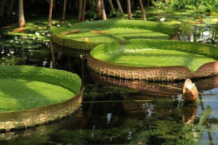 亞馬遜森林的可怕之處,亞馬遜森林4大恐怖生物