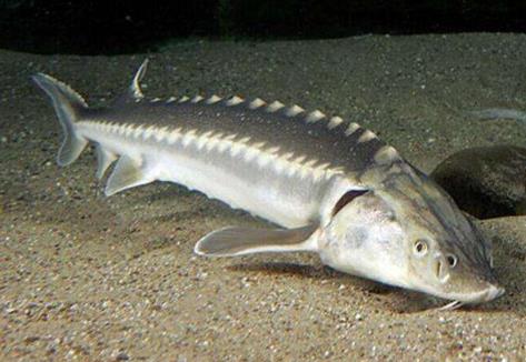 鰉魚和鱘魚有什么區別，鰉魚是不是保護動物