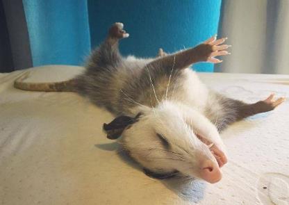 負鼠是危害動物嗎，負鼠為什么會裝死