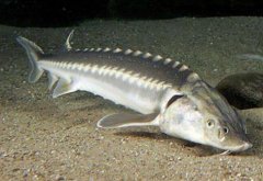 鰉魚和鱘魚有什么區別，鰉魚是不是保護動物