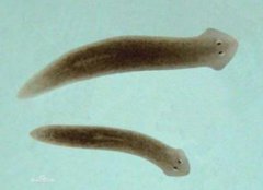 渦蟲是什么動物，渦蟲對人有危害嗎