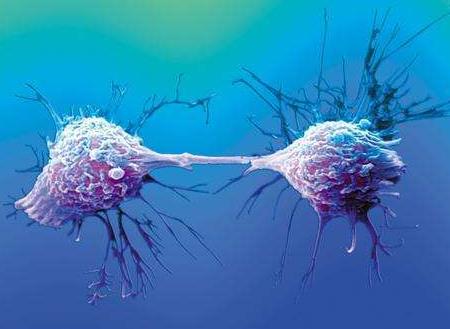 海拉細胞為什么會永生，它和普通癌細胞區別是無限分裂