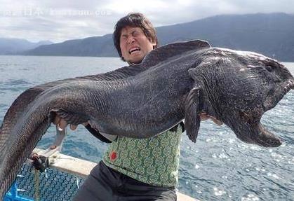 狼鰻魚為什么不能捉，兇殘的狼魚能將潛水員撕成碎片