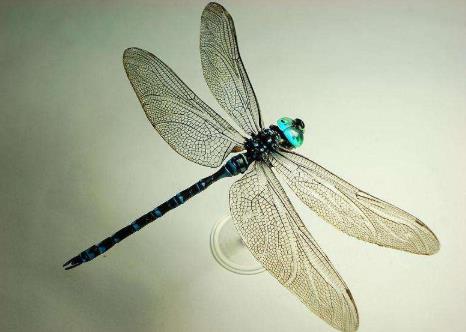 鬼蜻蜓有毒嗎，只是一種長(zhǎng)得可怕的無(wú)毒蜻蜓