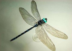 鬼蜻蜓有毒嗎，只是一種長得可怕的無毒蜻蜓