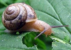 僵尸蝸牛能養(yǎng)嗎,被寄生蟲控制的傀儡蝸牛不會(huì)咬人了